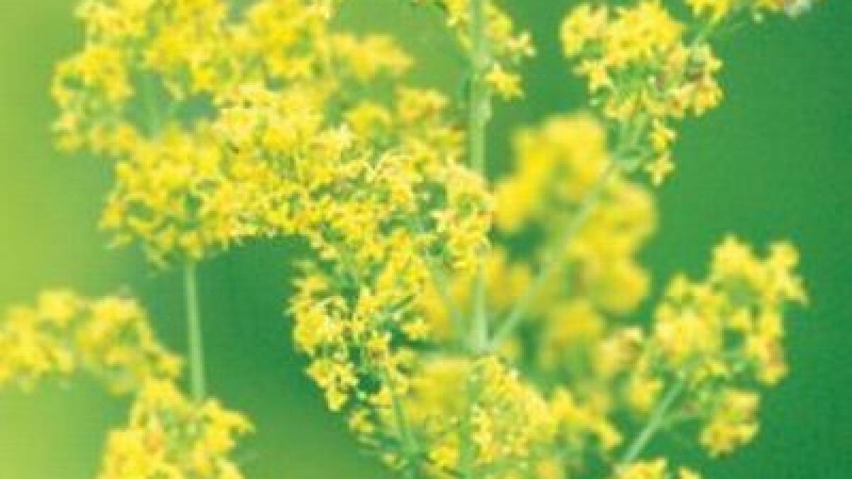 Sânzienele: Planta-minune a României și tradițiile străvechi care o înconjoară