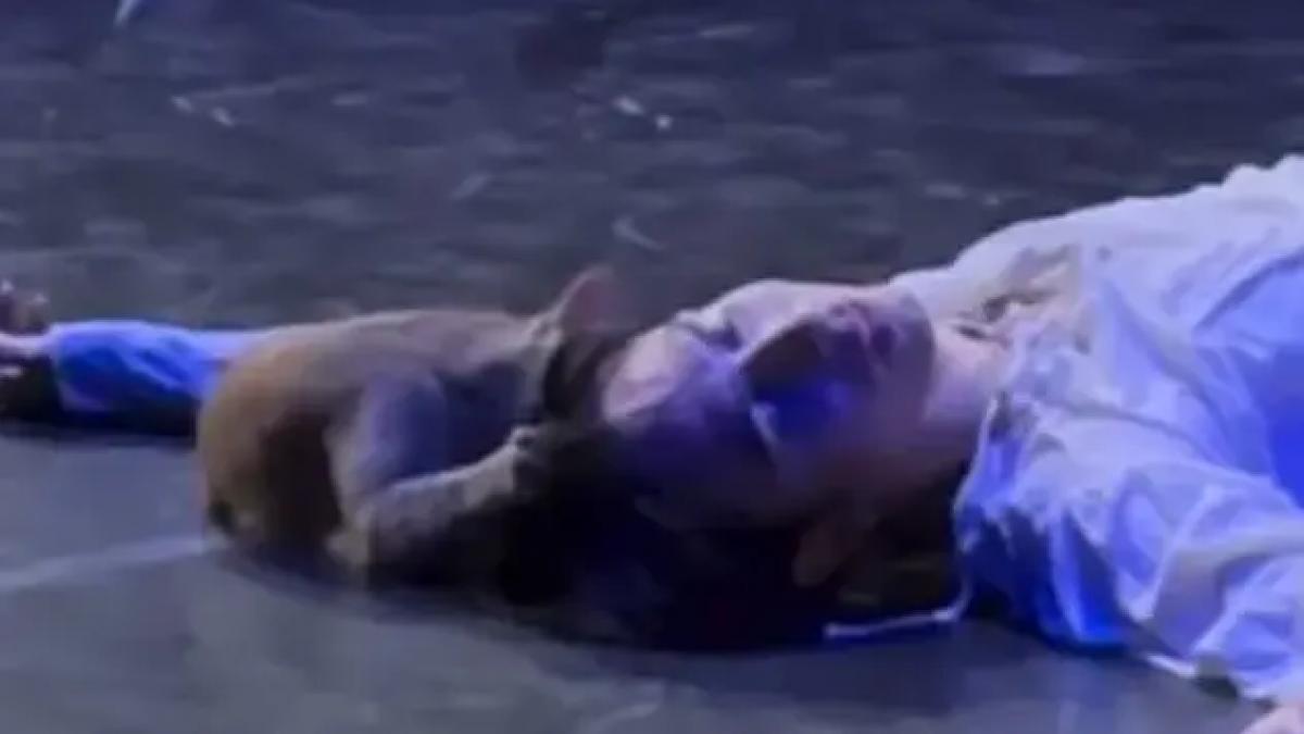 O pisică a întrerupt finalul tragic din „Romeo și Julieta”: O analiză a reacției publicului și a impactului cultural