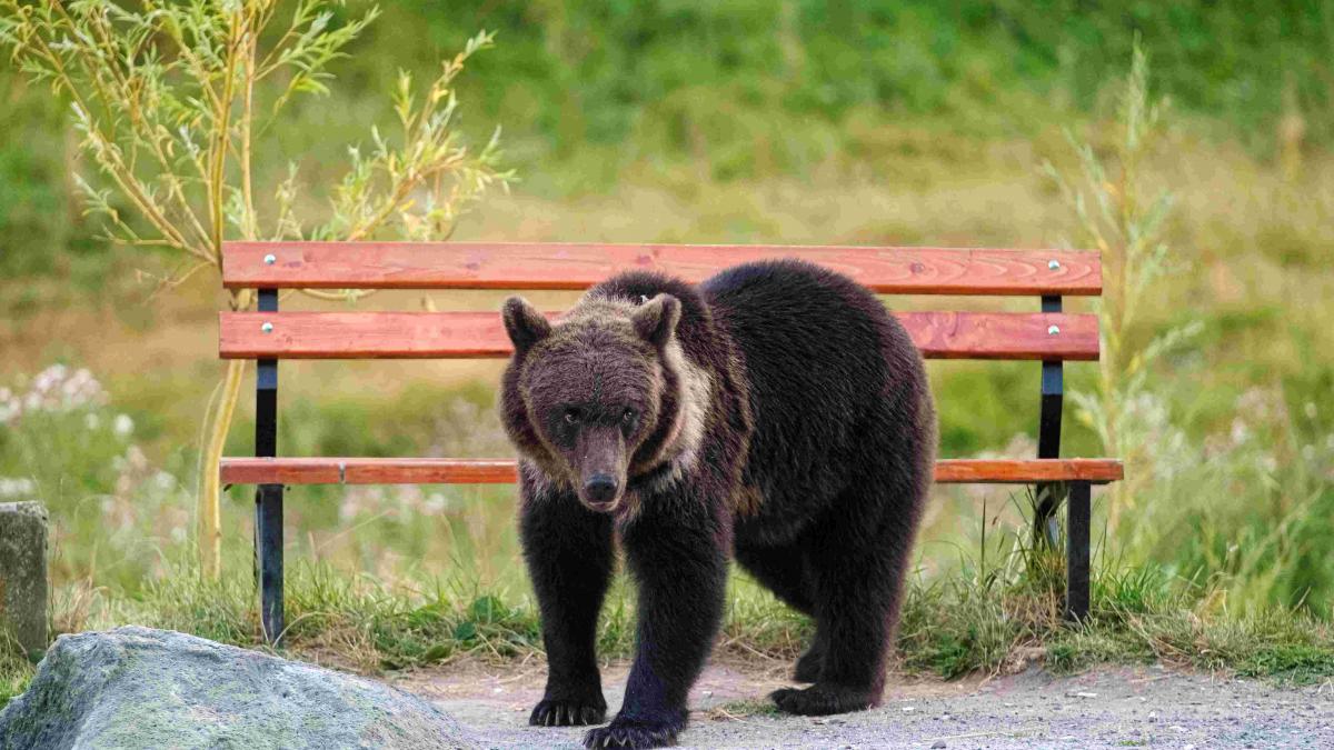 România se confruntă cu o controversă ecologică: Cererea de scoatere a ursului brun de pe lista speciilor protejate