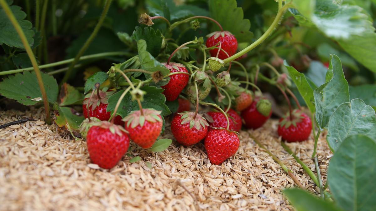 Fructul de sezon cu efecte surprinzătoare asupra sănătății: Beneficii pentru inimă și creier