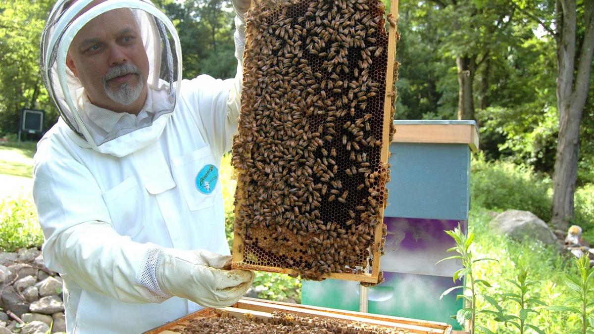 Apicultura în România: Urgența depunerii cererilor de plată până la 31 iulie și impactul acesteia asupra sectorului