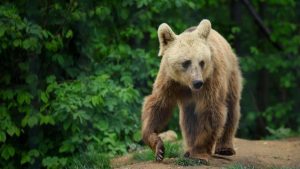 Prezența unui urs în apropierea centrului Sibiului: un semnal de alarmă pentru comunitate