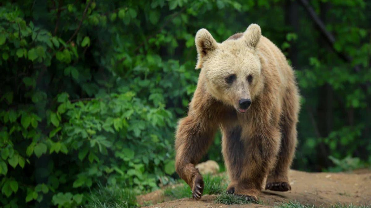 Invazia de urși în Sibiu: O analiză a impactului și provocărilor ecologice și sociale