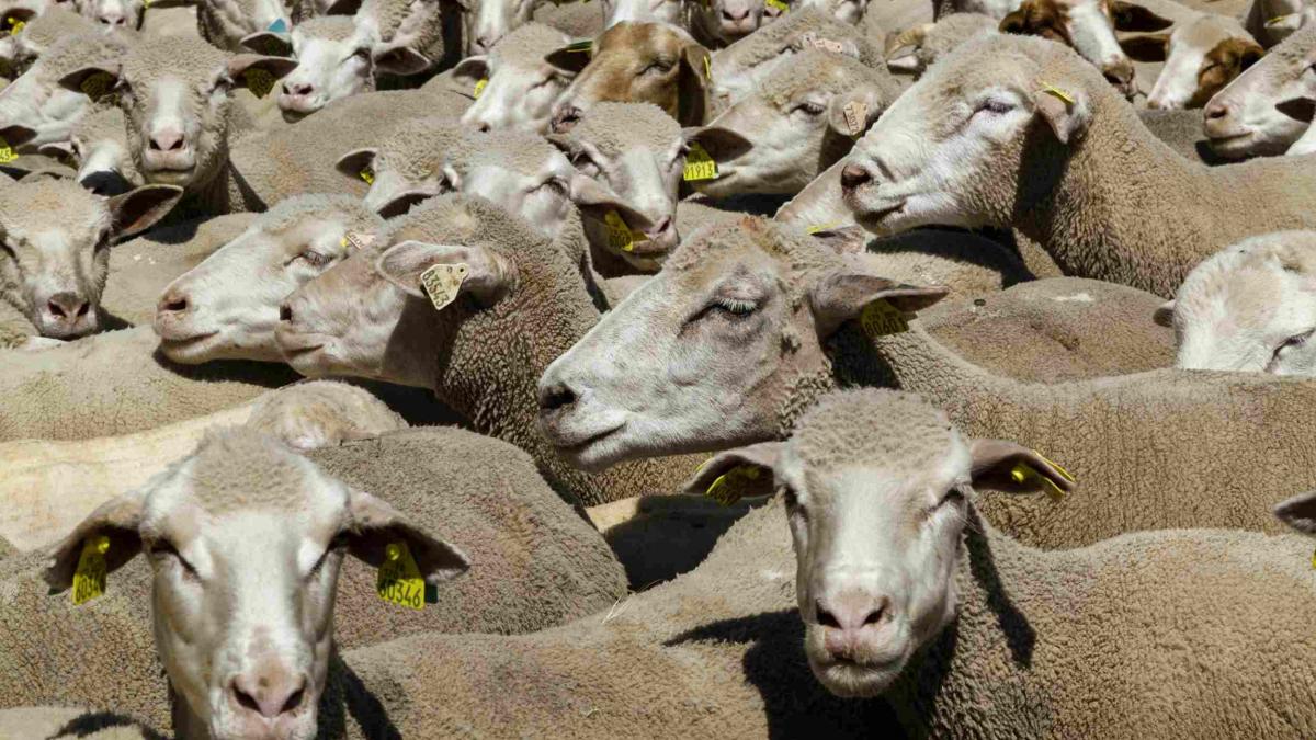 Conflictul Ovinelor: România și Spania în Războiul Exporturilor de Oi