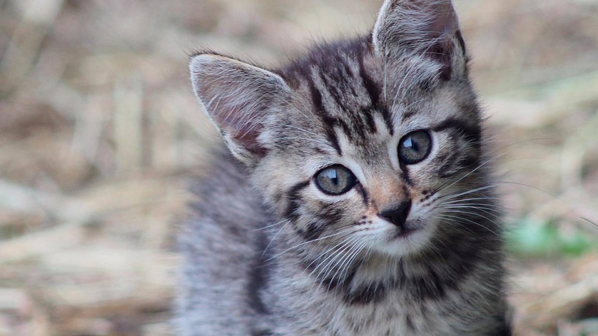 Impactul abuzului față de animale: cazul grecului amendat cu 270.000 de euro pentru abandonul a nouă pisoi
