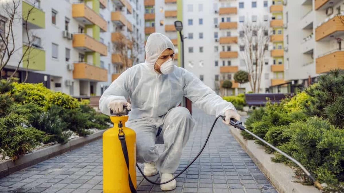 Parisul pierde titlul de cel mai infestat oraș cu ploșnițe din Europa: O privire asupra noului lider al rușinii