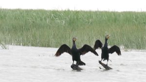 Cruzime fără margini în Deltă: Ancheta penală a unui bărbat din Sulina pentru torturarea unui cormoran