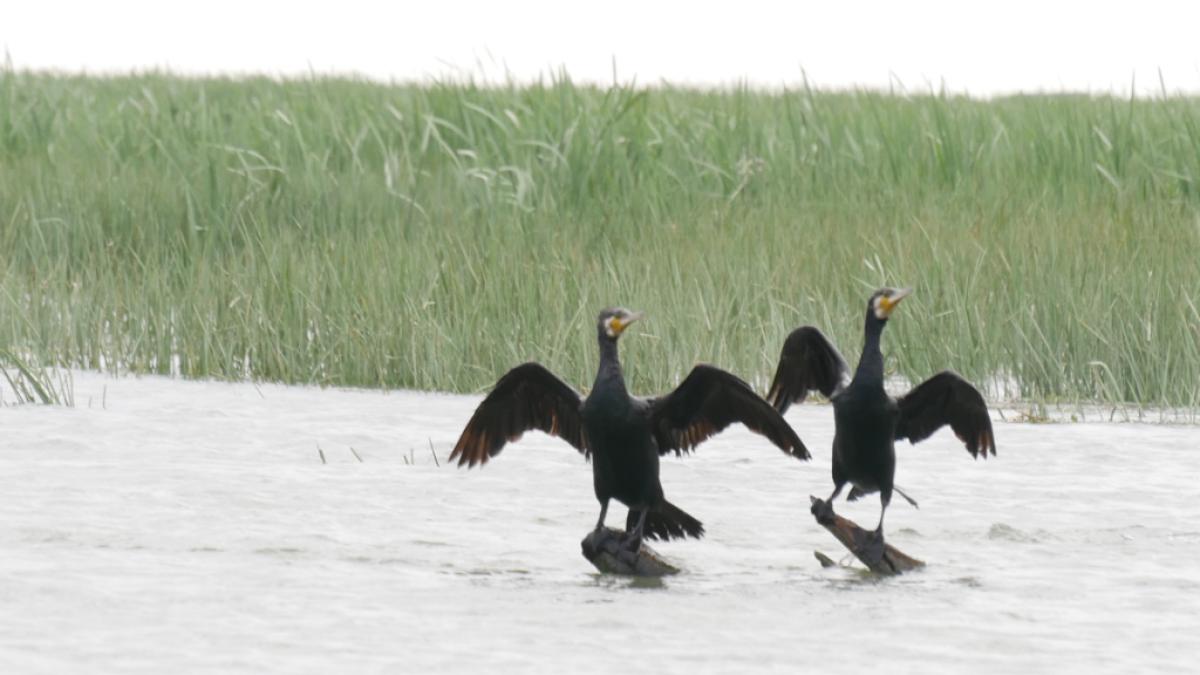Cruzime fără margini în Deltă: Ancheta penală a unui bărbat din Sulina pentru torturarea unui cormoran