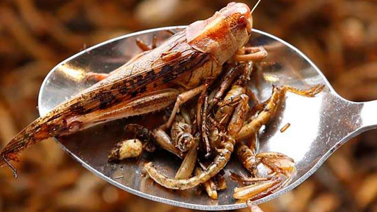 Alimentele pe bază de insecte: O nouă frontieră în nutriție și sustenabilitate