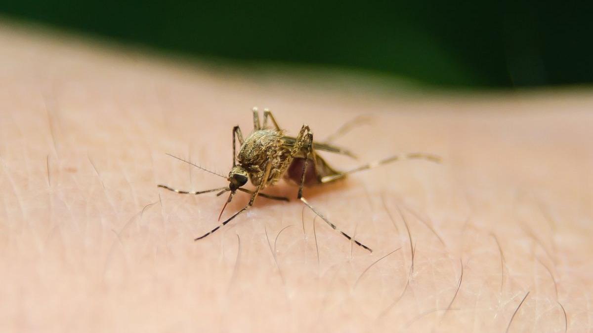 Atracția țânțarilor: De ce suntem mai vulnerabili la înțepături? O analiză detaliată a științei din spatele preferințelor acestor insecte