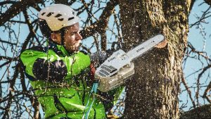 Întreținerea Arborilor în Sectorul 6: Legături Controversate și Implicații Politice