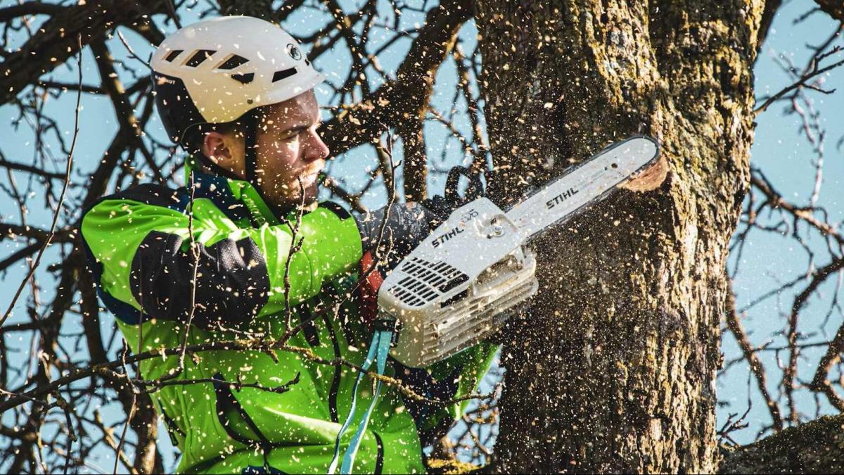 Întreținerea Arborilor în Sectorul 6: Legături Controversate și Implicații Politice