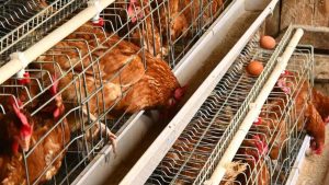 Comisia Europeană și Viitorul Găinilor: Eliminarea Cuștilor și Impactul Asupra Industriei Avicole