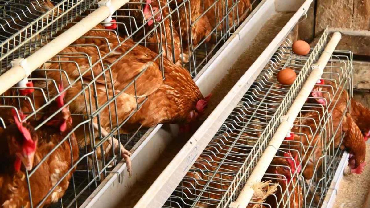 Comisia Europeană și Viitorul Găinilor: Eliminarea Cuștilor și Impactul Asupra Industriei Avicole