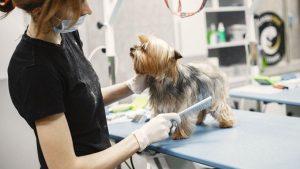 Importanța blănii câinilor vara: De ce anumite rase au nevoie de protecție naturală