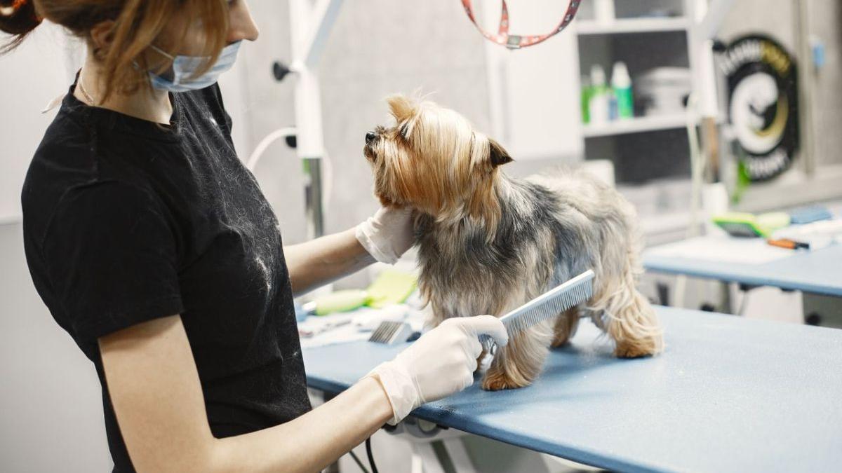 Importanța blănii câinilor vara: De ce anumite rase au nevoie de protecție naturală