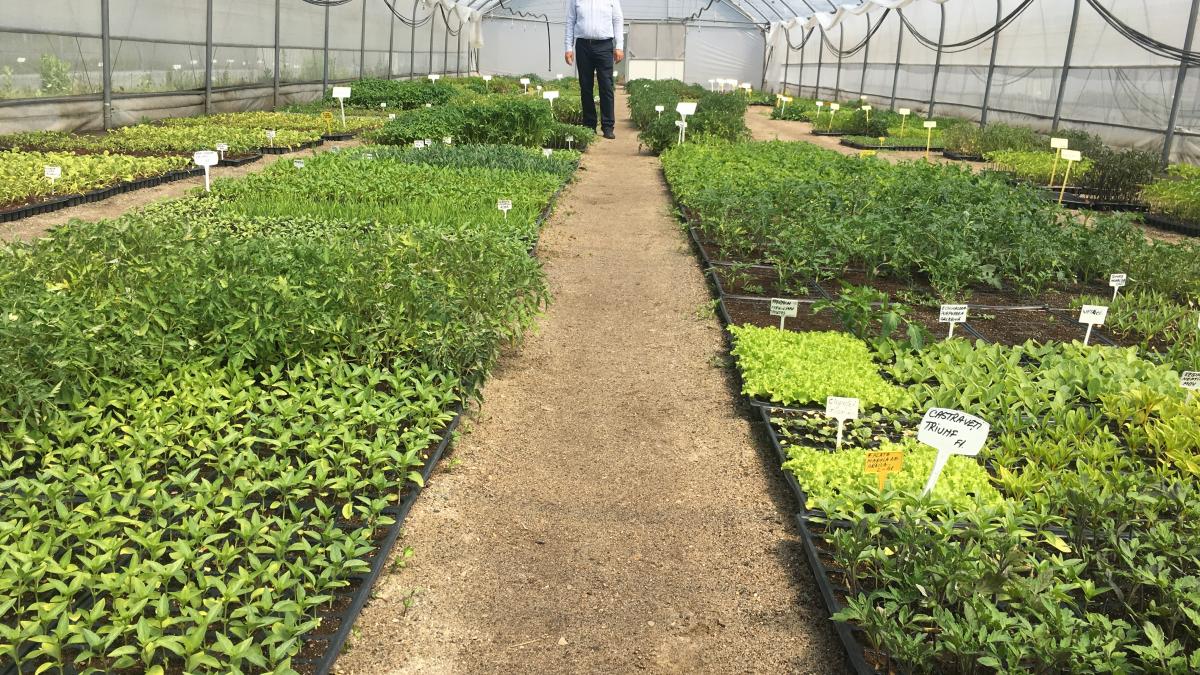 Impactul Reducerilor de Prețuri asupra Calității Alimentelor: O Analiză Detaliată