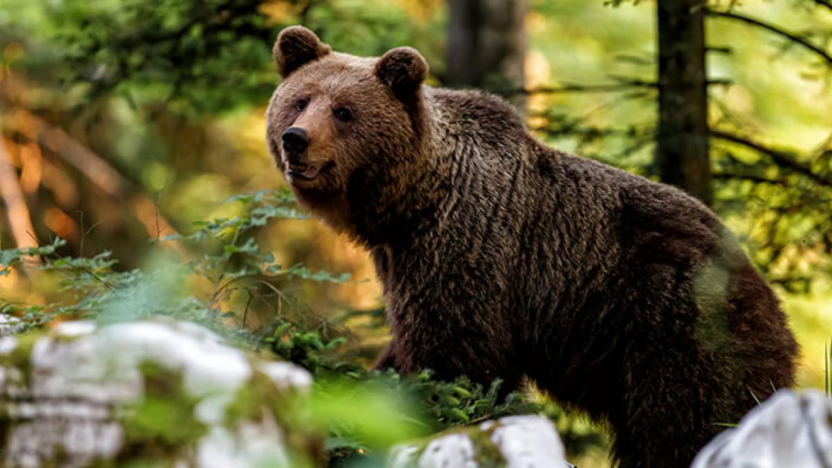 Brașov: O măsură extremă în fața pericolului – Urs împușcat în curtea spitalului