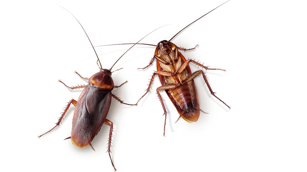 Inovația în combaterea gândacilor de bucătărie: Gelul insecticid și efectul său de cascadă
