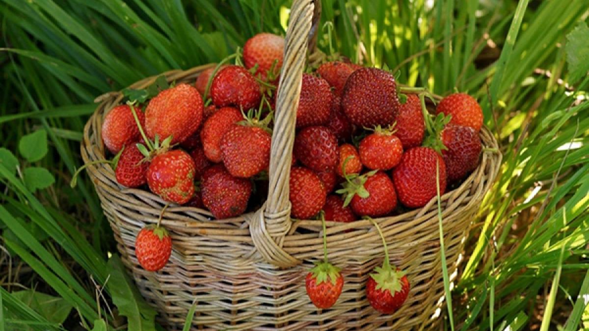 Impactul pesticidelor asupra sănătății: Analiza unui raport european asupra fructelor contaminate