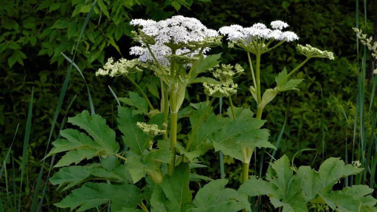 Plante Toxice: Șapte Specii Comune pe Care Să Nu le Atingi Fără Mănuși