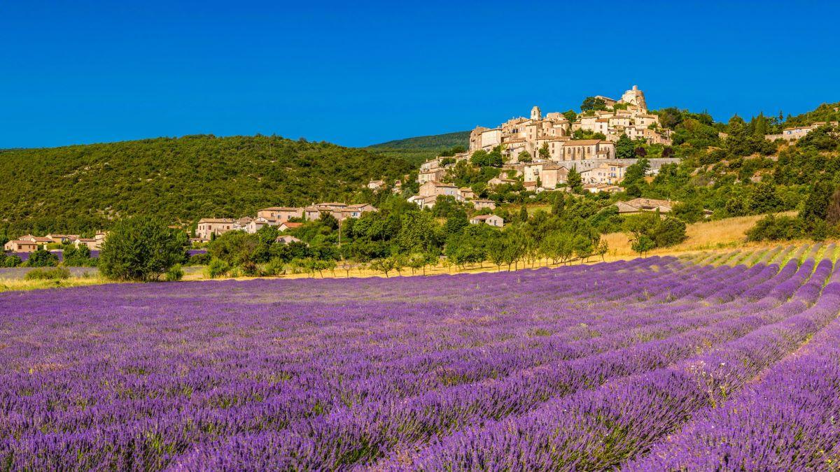 Secretele tăierii lavandei: Ghid complet pentru o florire spectaculoasă