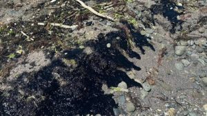 Criza Ecologică în Marea Neagră: Impactul Poluării cu Păcură asupra Litoralului Românesc