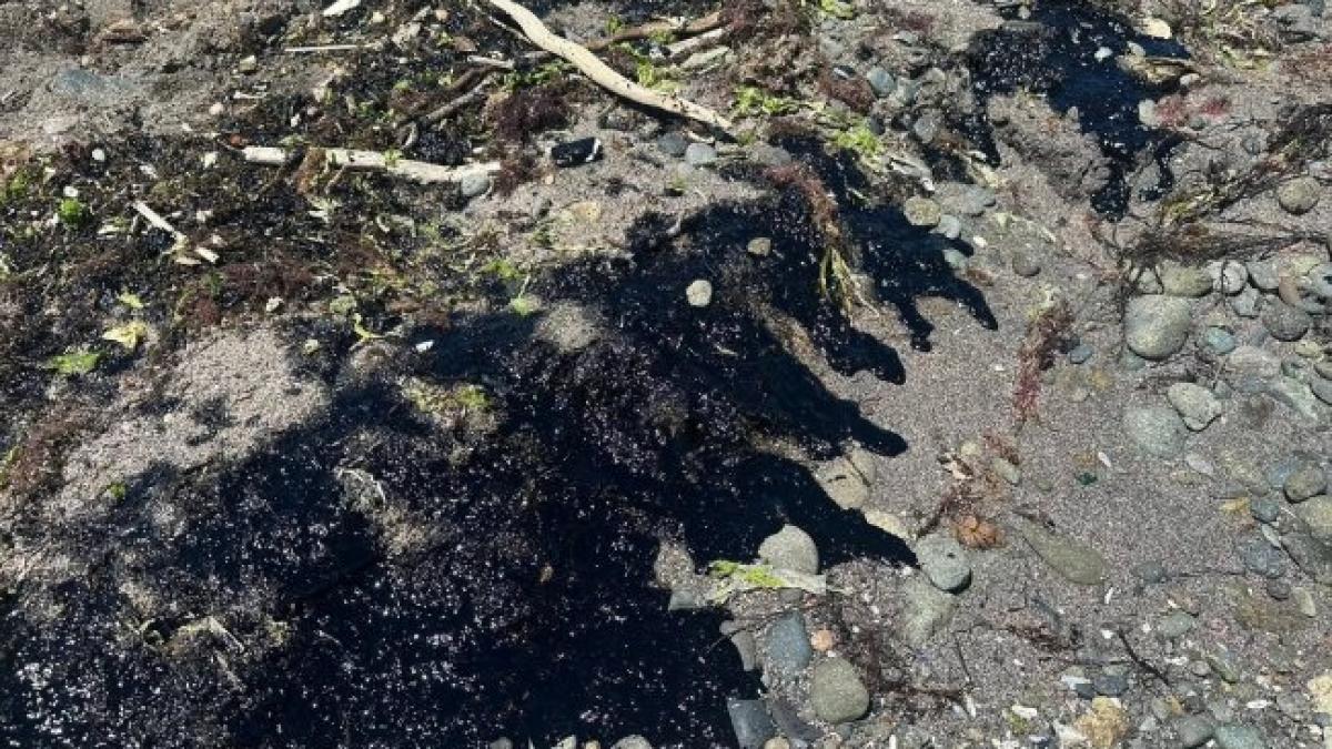 Criza Ecologică în Marea Neagră: Impactul Poluării cu Păcură asupra Litoralului Românesc