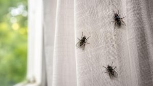 Metode Eficiente pentru Combaterea Muștelor în Casă: Ghid Complet de Soluții și Sfaturi de la Specialiști