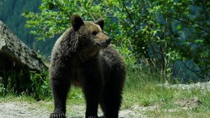 Întâlnirea Neobișnuită: Turiști Polonezi și Ursul din Pădurile României