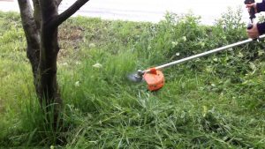 Greșelile comune în grădinărit care afectează sănătatea gazonului tău