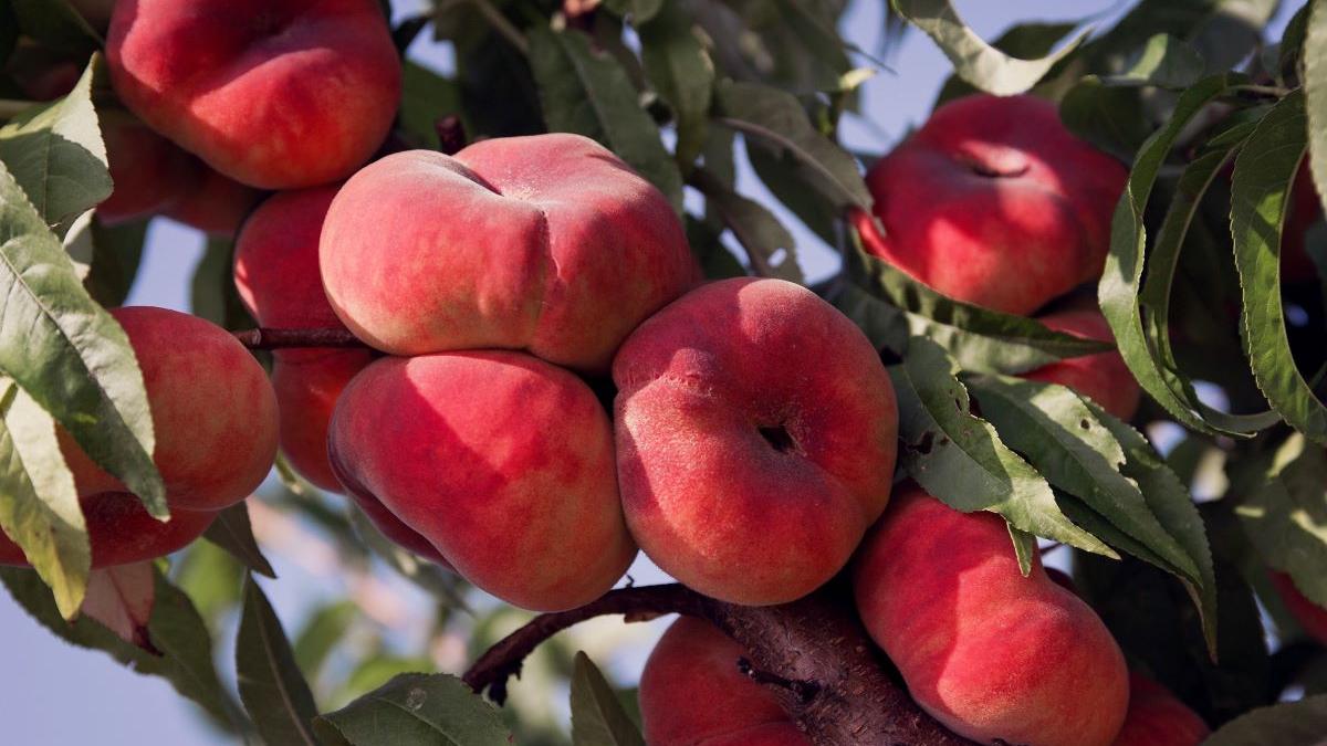 Beneficiile Piersicilor Plate: O Comoară Nutrițională pentru Vara Ta