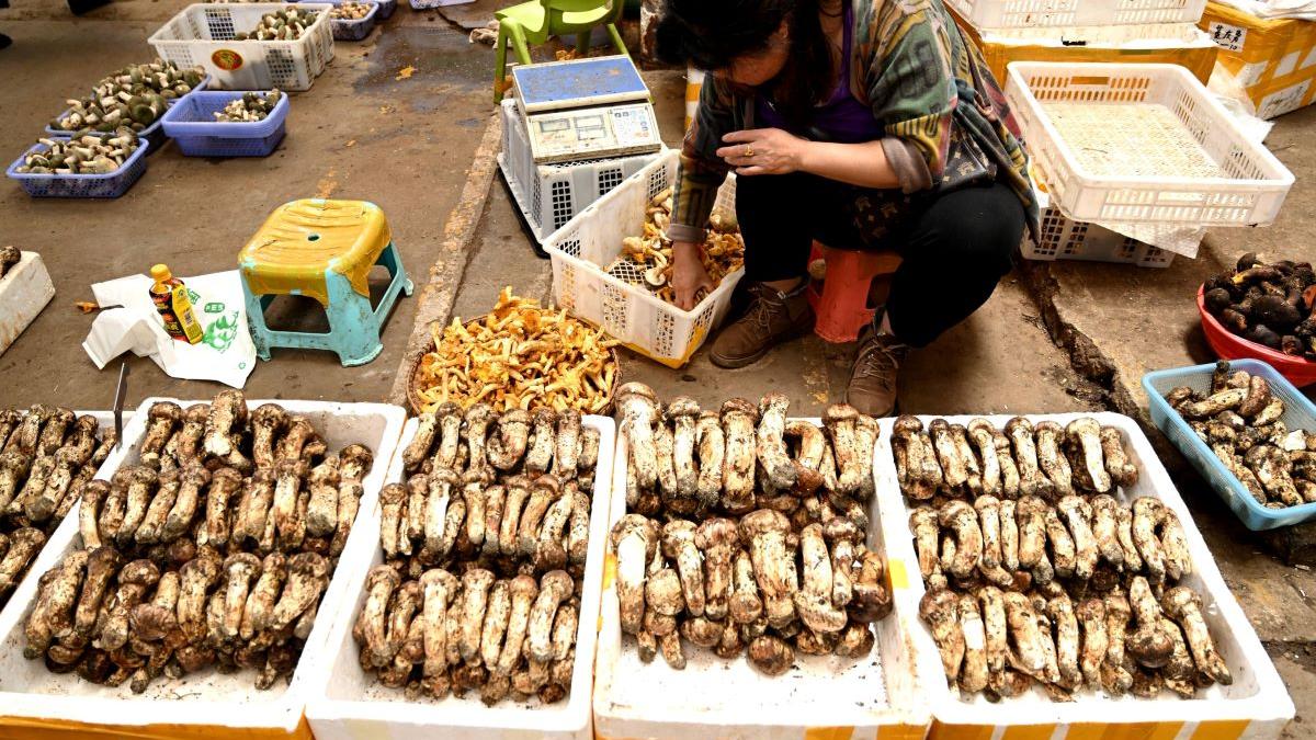 Ciuperca misterioasă din China: Descoperiri halucinante și implicațiile acestora asupra sănătății mentale