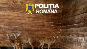 Salvarea Căprioarelor: O Poveste de Compasiune și Conștientizare Ecologică în Sibiu