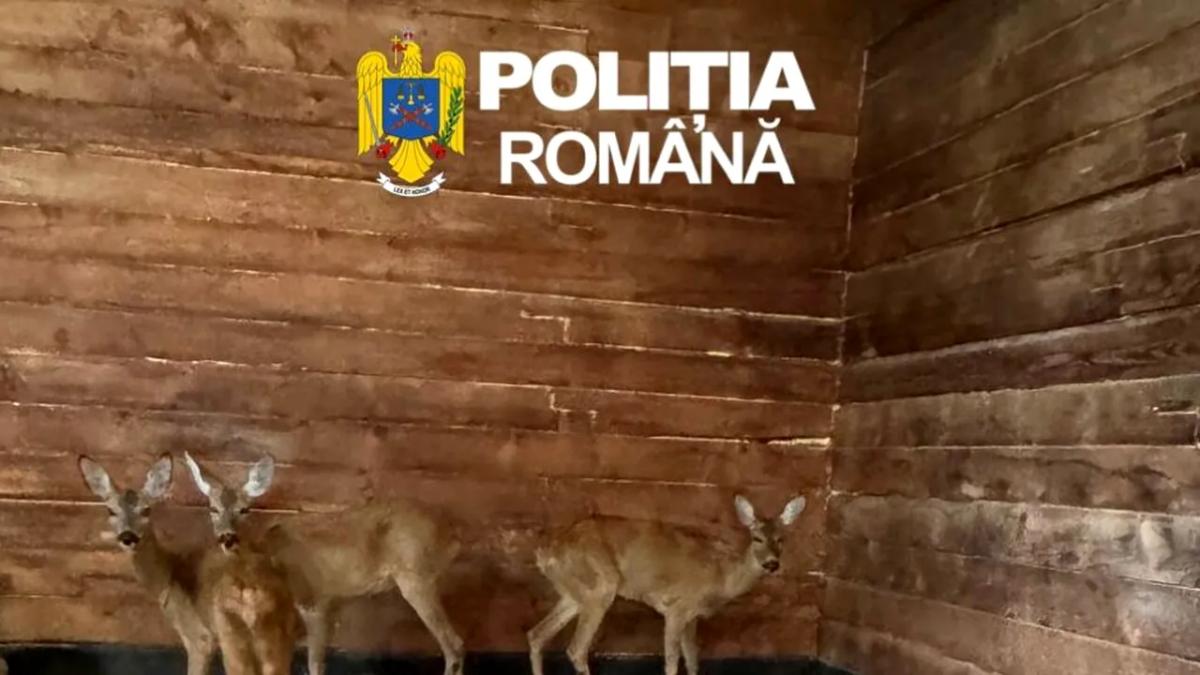 Salvarea Căprioarelor: O Poveste de Compasiune și Conștientizare Ecologică în Sibiu