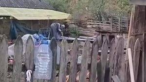 Un incident care ridică semne de întrebare: Un bătrân acuzat de uciderea unei pisici și implicațiile legale și sociale ale acestuia
