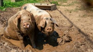 Impactul Pestei Porcine Africane: Măsuri și Provocări în Industria Porcină din România