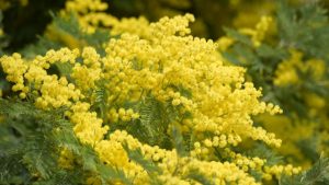 8 Specii de Copaci de Evitat în Grădină: Consecințele Plantării Necorespunzătoare