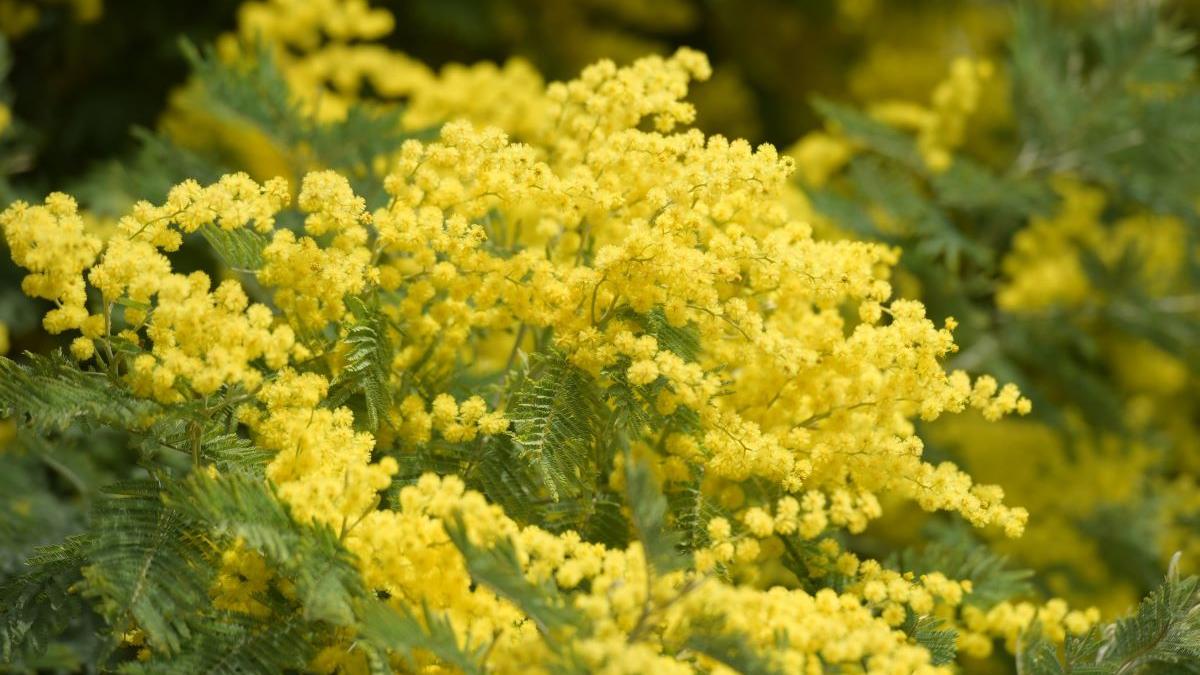 8 Specii de Copaci de Evitat în Grădină: Consecințele Plantării Necorespunzătoare