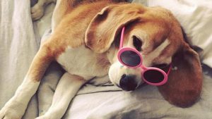 Cum îți protejezi câinele pe caniculă: 10 reguli esențiale recomandate de veterinari