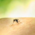 De ce te înțeapă țânțarii mai mult decât pe alții: O analiză științifică asupra atracției insectelor