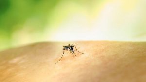 De ce te înțeapă țânțarii mai mult decât pe alții: O analiză științifică asupra atracției insectelor