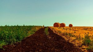 Impactul secetei asupra agriculturii românești: Culturi rezistente și soluții pentru viitor