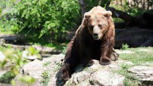 Două decenii de la reîntoarcerea ursului în Elveția: O poveste de supraviețuire și provocări ecologice