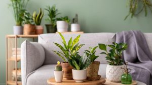 Feng Shui și Zodiile: Ce plante de apartament îți aduc echilibru și armonie în funcție de semnul tău zodiacal