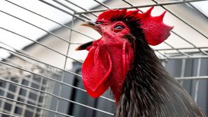 Reclamațiile bizare care provoacă controverse: „Mă deranjează mirosul de ceapă prăjită!”