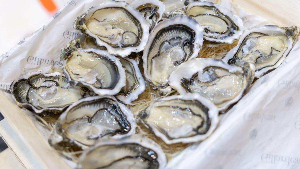 Explorarea Vieții Stridiilor: Inimă, Sânge și Implicațiile Consumului Acestor Molluște
