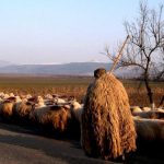 Impactul crizei din sectorul ovine asupra economiei românești: promisiuni și realitate
