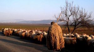 Impactul crizei din sectorul ovine asupra economiei românești: promisiuni și realitate