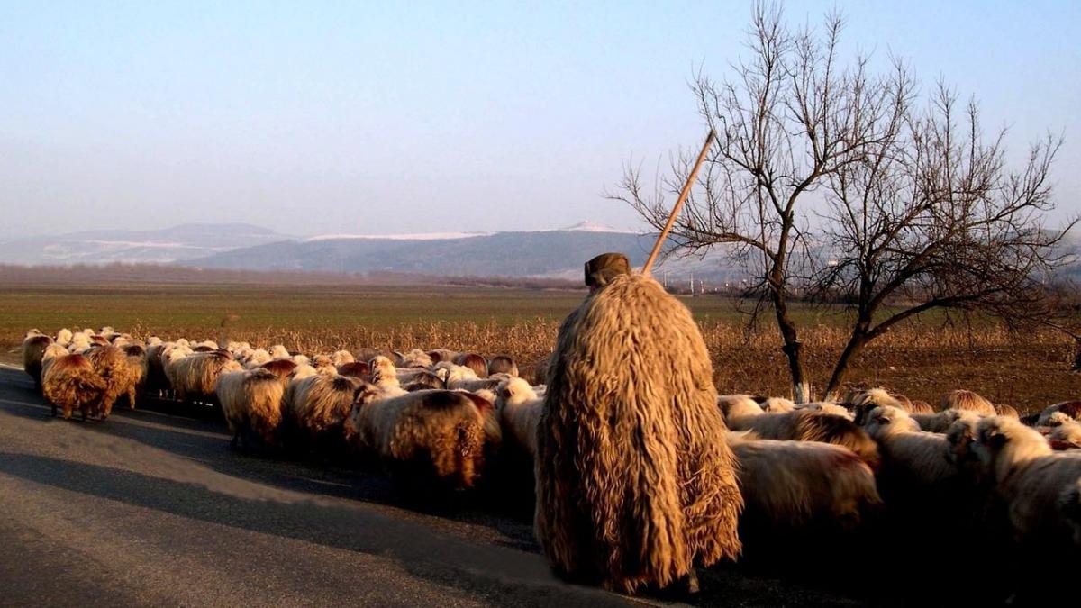 Impactul crizei din sectorul ovine asupra economiei românești: promisiuni și realitate